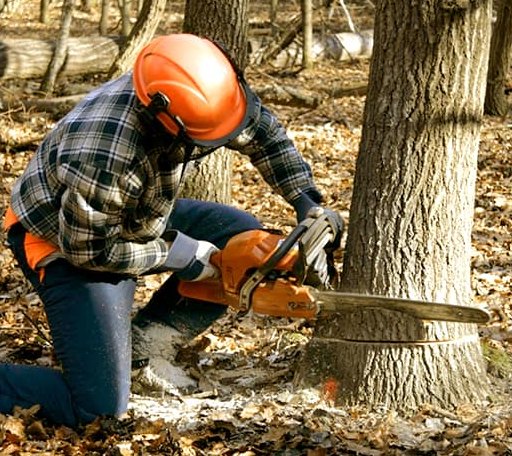 Tree Removal in Talmo, GA